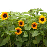 Sunflower Copper Queen F1 Seed
