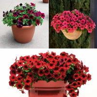 Petunia Easy Wave Velour Collection F1 Seed