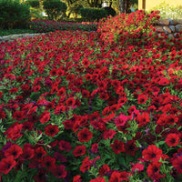 Petunia Tidal Wave Velour Red F1 Seed