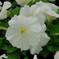 Petunia Limbo GP Mix F1 Seed