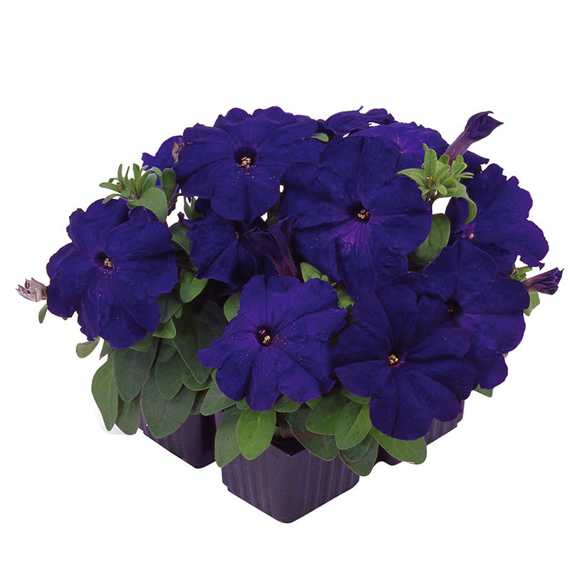 Petunia Limbo GP Mix F1 Seed