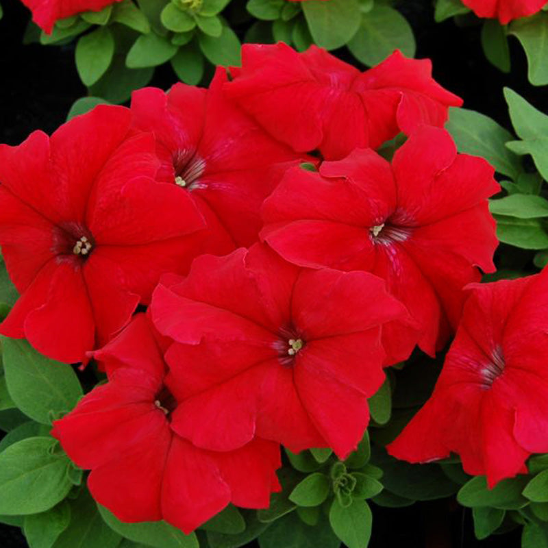 Petunia Limbo GP Mix F1 Seed