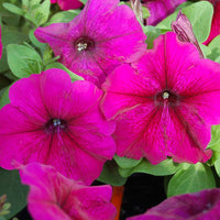 Petunia Mambo GP Mix F1 Seed