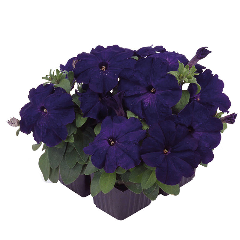 Petunia Mambo GP Mix F1 Seed