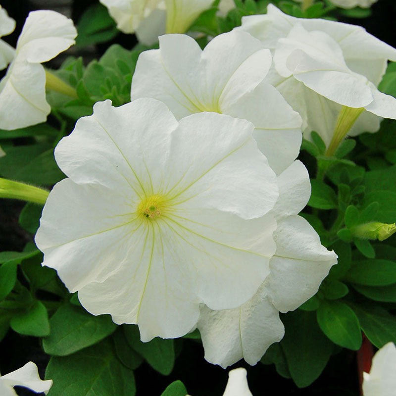 Petunia Mambo GP Mix F1 Seed