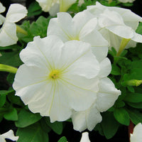 Petunia Mambo GP Mix F1 Seed