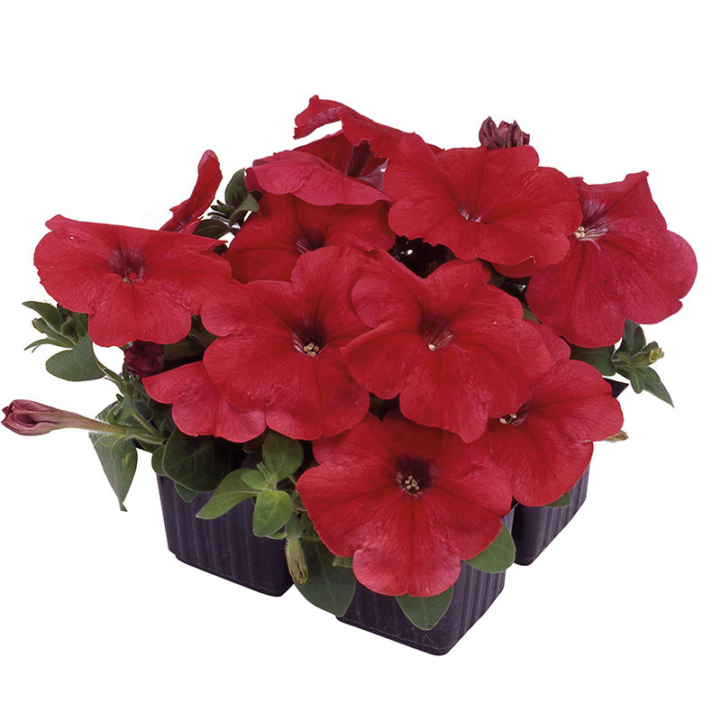 Petunia Mambo GP Mix F1 Seed