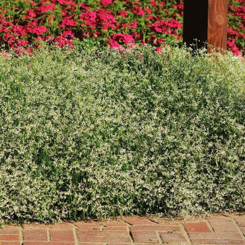 Euphorbia Glamour Seed