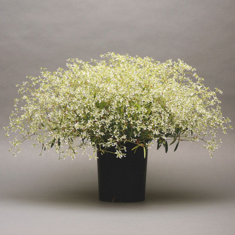 Euphorbia Glamour Seed