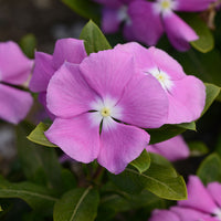 Vinca Valiant Mix F1 Seed