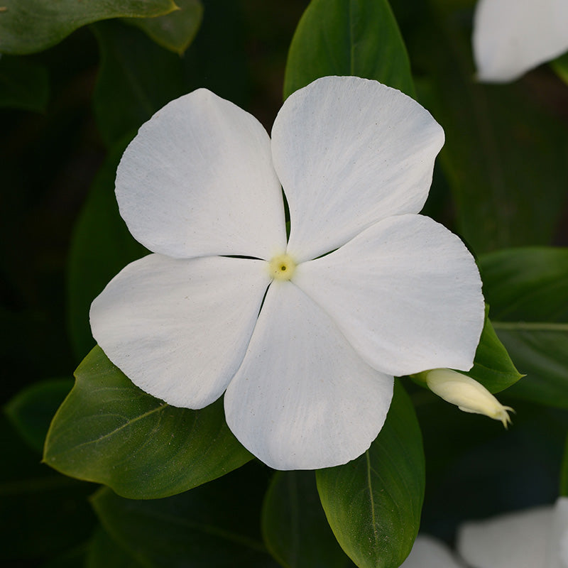 Vinca Valiant Mix F1 Seed