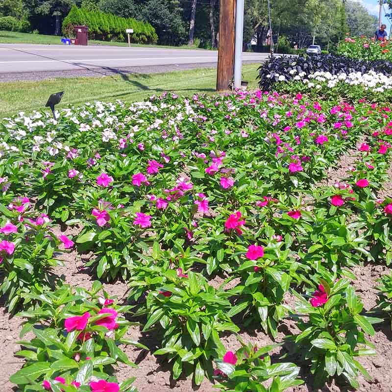 Vinca Valiant Mix F1 Seed