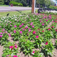 Vinca Valiant Mix F1 Seed