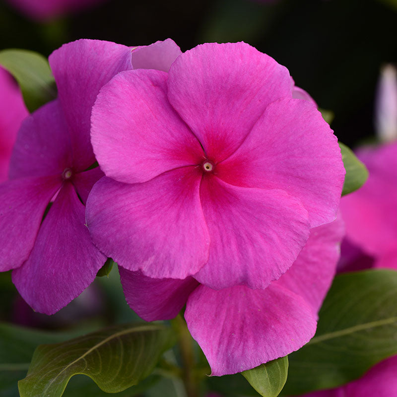 Vinca Valiant Mix F1 Seed