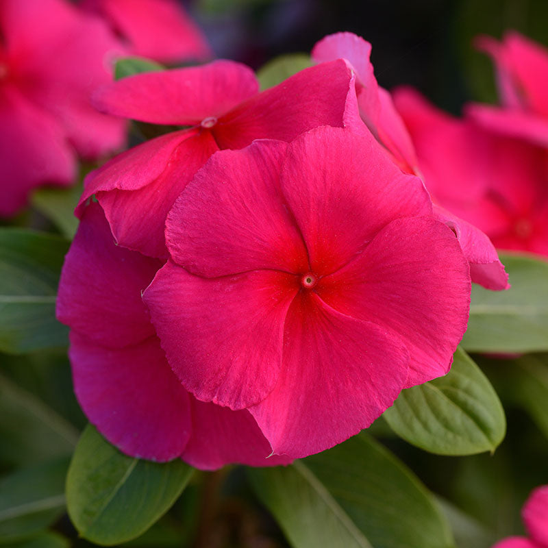 Vinca Valiant Mix F1 Seed