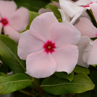 Vinca Valiant Mix F1 Seed
