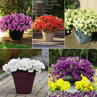 Petunia Easy Wave Primary Colors Collection F1 Seed