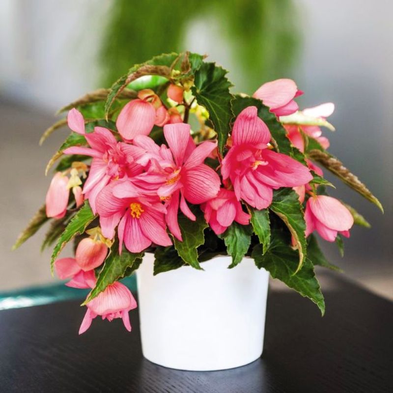 Begonia Funky Pink F1 Seed