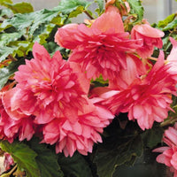 Begonia Funky Pink F1 Seed