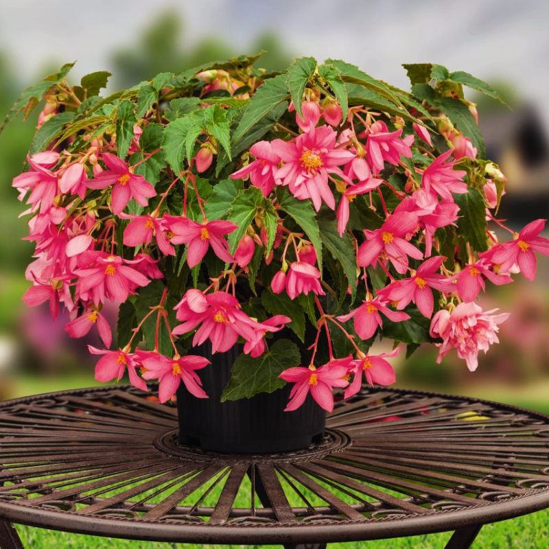 Begonia Funky Pink F1 Seed