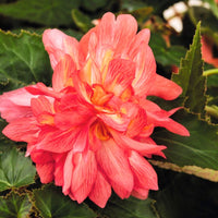 Begonia Funky Pink F1 Seed