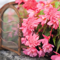 Begonia Funky Pink F1 Seed