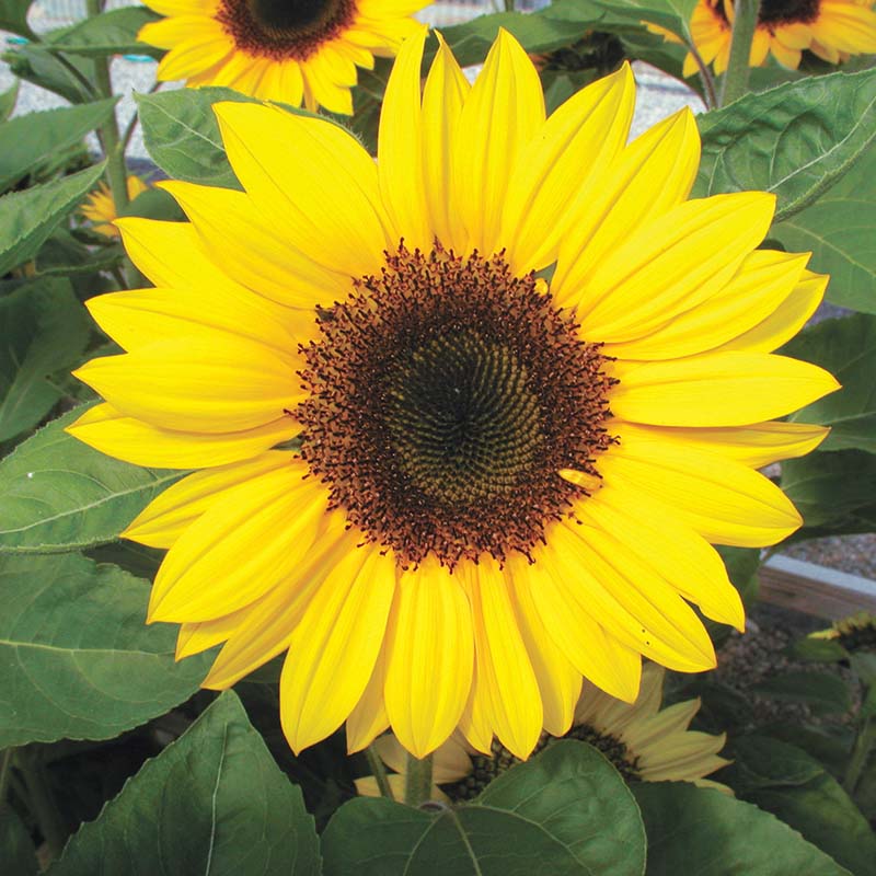 Sunflower Sunrich Collection F1 Seed