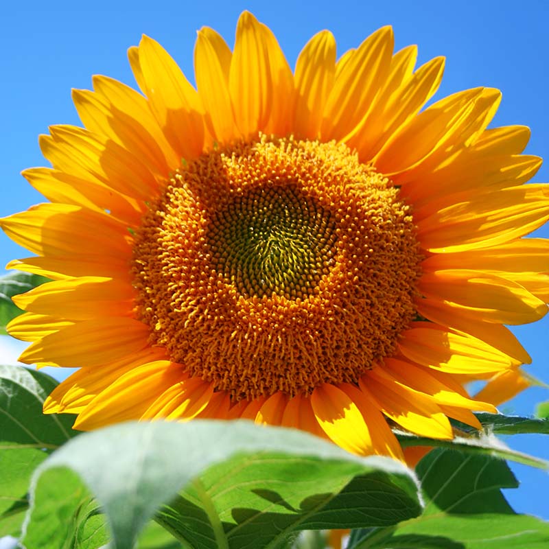Sunflower Sunrich Collection F1 Seed