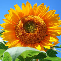 Sunflower Sunrich Collection F1 Seed