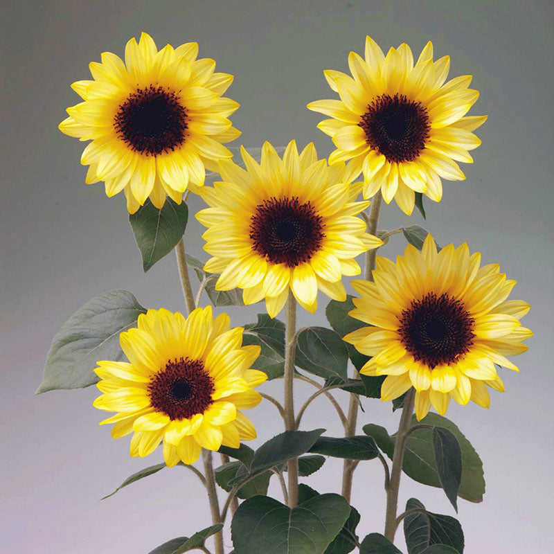 Sunflower Sunrich Collection F1 Seed