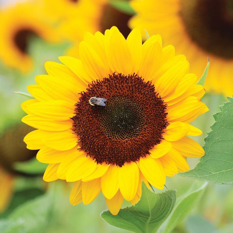 Sunflower Sunrich Collection F1 Seed