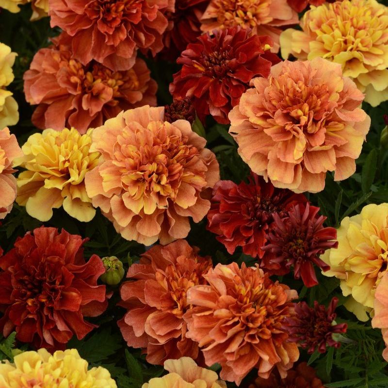 Marigold New World Strawberry Blonde Seed