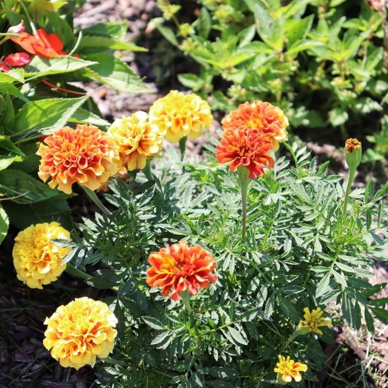 Marigold New World Strawberry Blonde Seed
