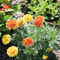 Marigold New World Strawberry Blonde Seed