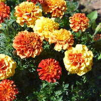 Marigold New World Strawberry Blonde Seed