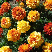 Marigold New World Strawberry Blonde Seed