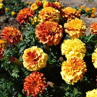 Marigold New World Strawberry Blonde Seed