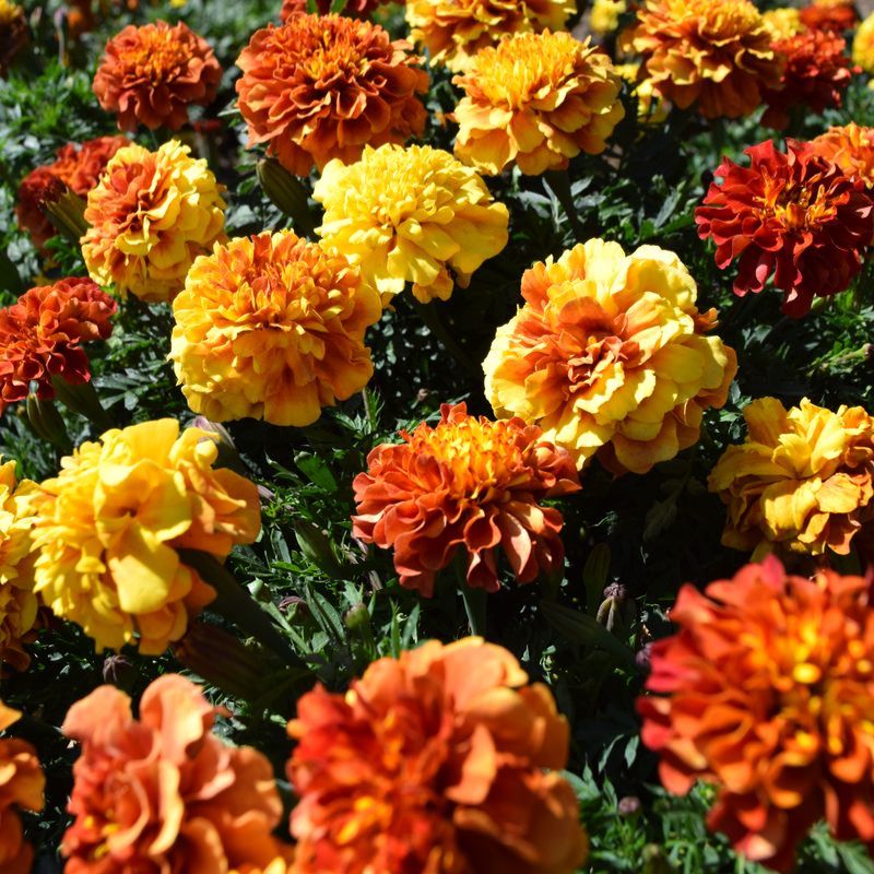 Marigold New World Strawberry Blonde Seed