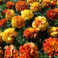 Marigold New World Strawberry Blonde Seed