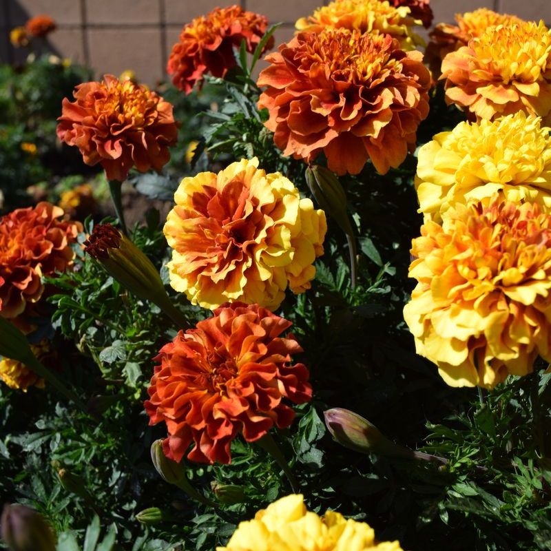 Marigold New World Strawberry Blonde Seed