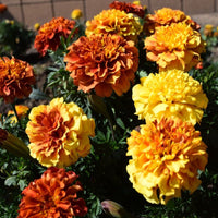 Marigold New World Strawberry Blonde Seed
