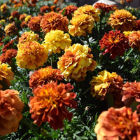 Marigold New World Strawberry Blonde Seed