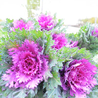 Ornamental Kale Crane Feather Queen F1 Seed