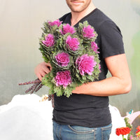 Ornamental Kale Crane Feather Queen F1 Seed