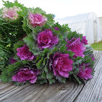 Ornamental Kale Crane Feather Queen F1 Seed