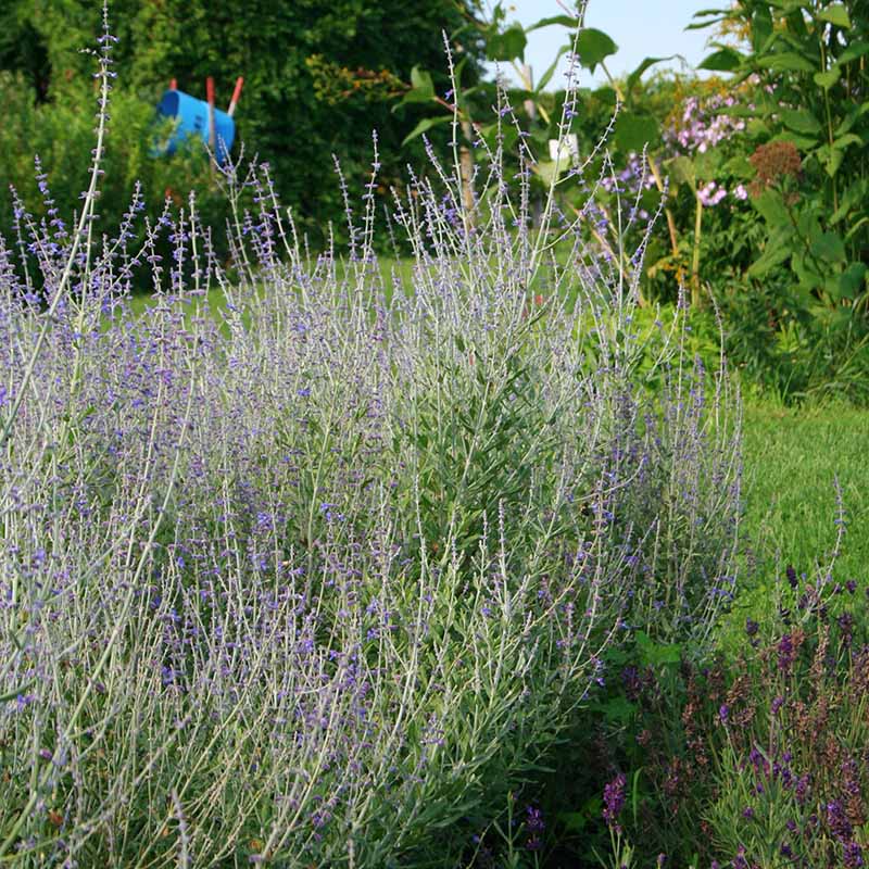 Perovskia Blue Steel Seed