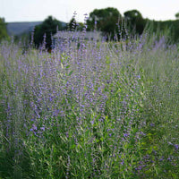 Perovskia Blue Steel Seed