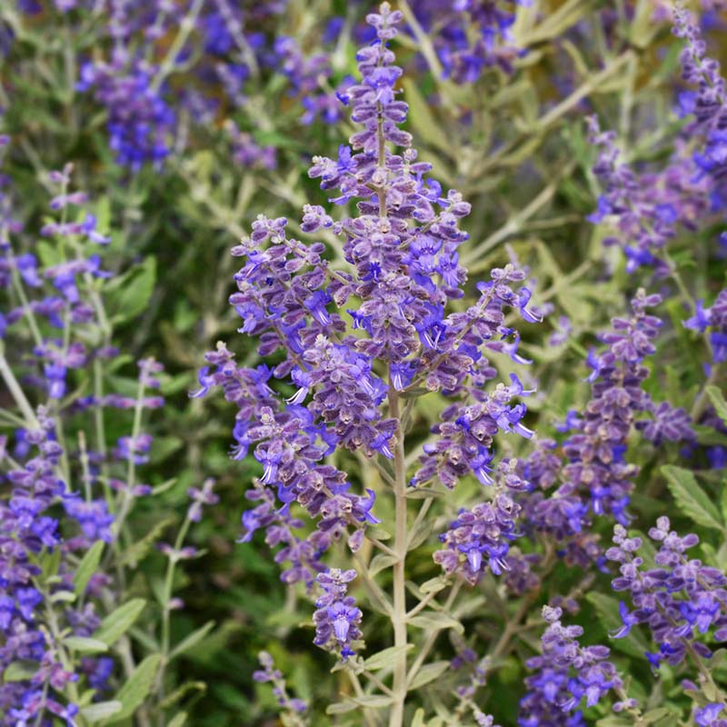 Perovskia Blue Steel Seed