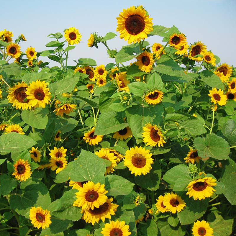 Sunflower Gold Rush F1 Seed