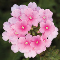 Verbena Obsession™ Cascade Pink Shades Seed